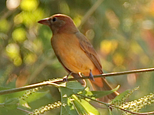 Summer Tanager - Female